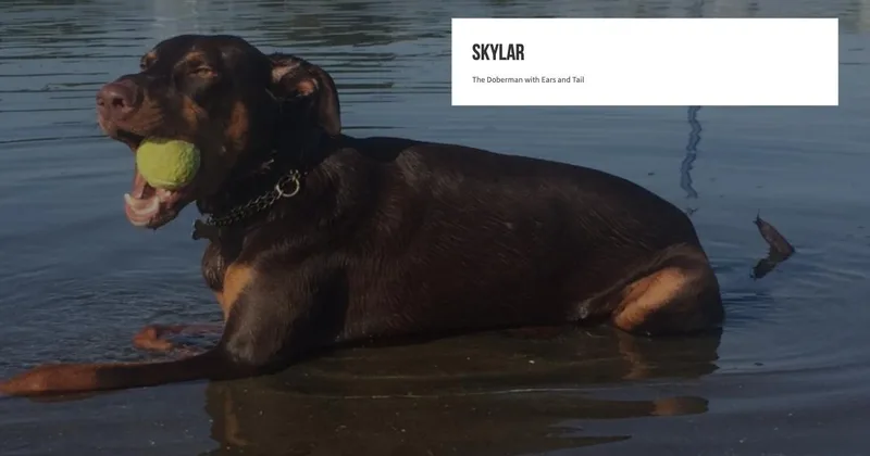 Skylar the Doberman (archive)